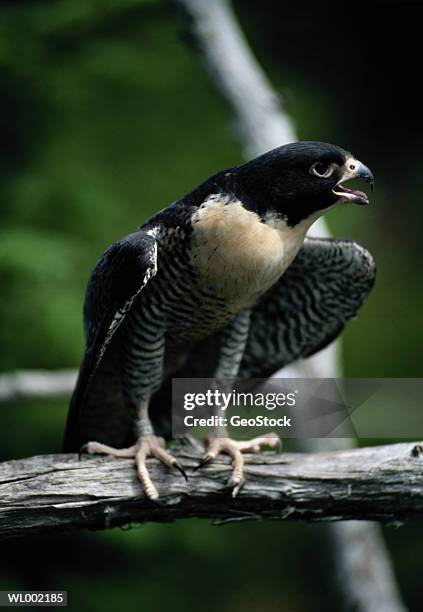 peregrine falcon - kristin kreuk or sierra mccormick or autumn wendel or brenda song or allison munn or emil stock pictures, royalty-free photos & images