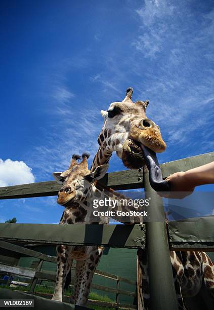 giraffe - djurtunga bildbanksfoton och bilder
