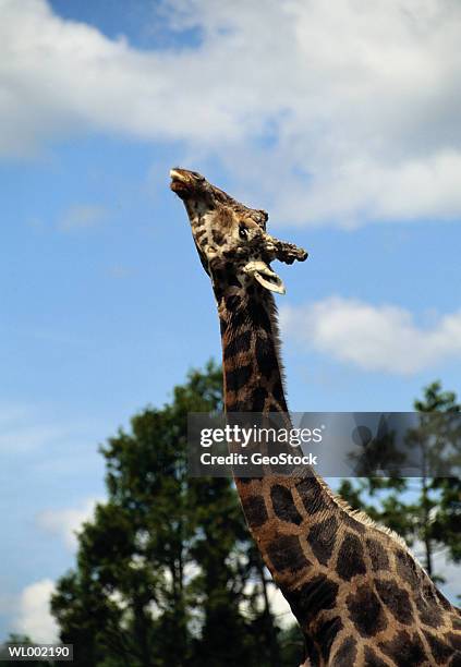giraffe - tierhals stock-fotos und bilder