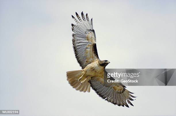 red-tailed hawk - animal limb stock-fotos und bilder