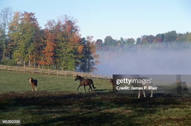 dawn in the pasture - james p blair stock pictures, royalty-free photos & images