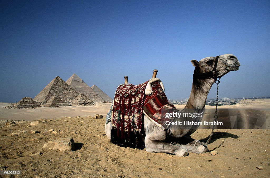 Camel Resting by the Pyramids