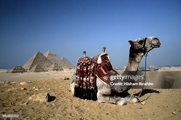 camel resting by the pyramids - arbetsdjur bildbanksfoton och bilder