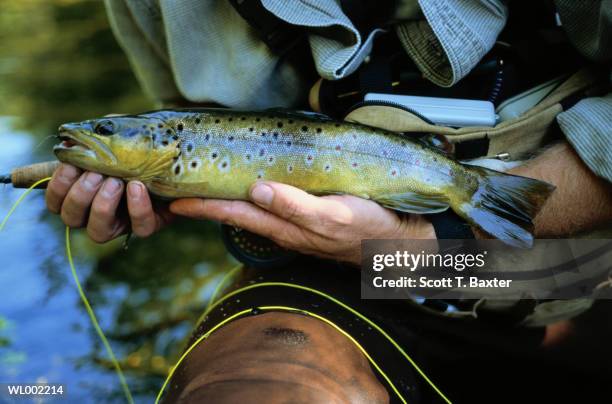 showing off catch - baxter stock pictures, royalty-free photos & images