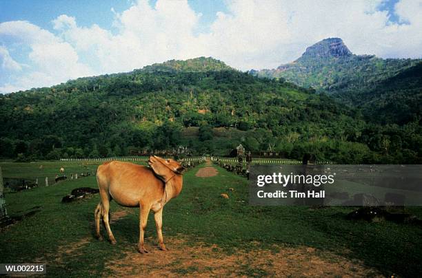 sacred cow - years since the birth of benazir bhutto the 1st female leader of a muslim country stockfoto's en -beelden