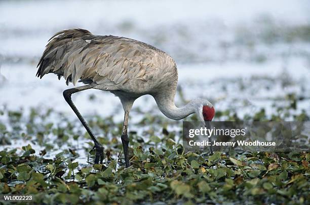 sandhill crane - sandhill stock pictures, royalty-free photos & images