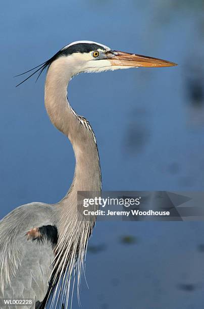 blue heron - tierhals stock-fotos und bilder