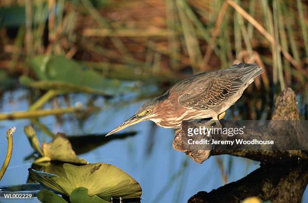 green-backed heron - backed stock pictures, royalty-free photos & images