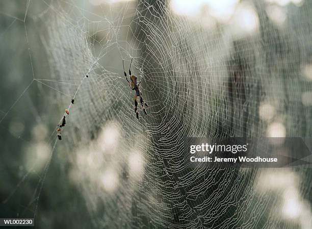 banana spider in web - arachnid stockfoto's en -beelden