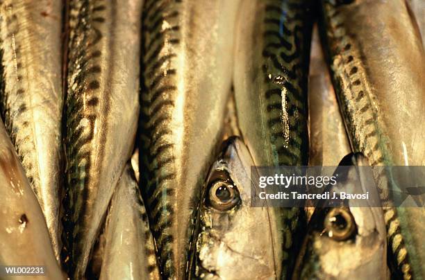sardines - bavosi ストックフォトと画像