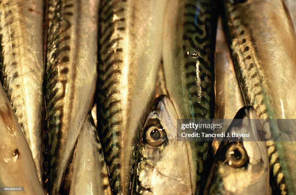 Sardines