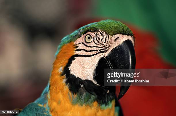 blue and yellow macaw parrot (ara ararauna) - blue and yellow macaw stock pictures, royalty-free photos & images