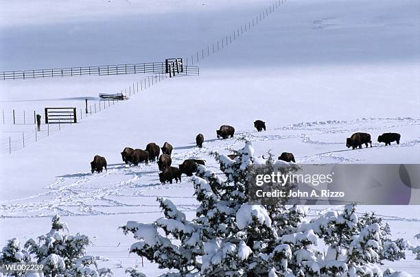 buffalo - estados de agua fotografías e imágenes de stock