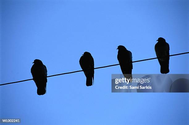 pigeons on a wire - a von stock-fotos und bilder