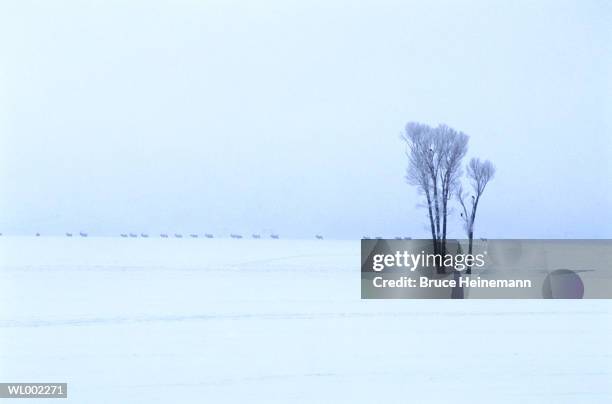 elk herd on the horizon in winter - estados de agua fotografías e imágenes de stock