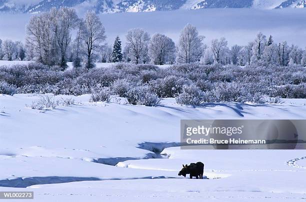 moose drinking water in winter - deer family stockfoto's en -beelden