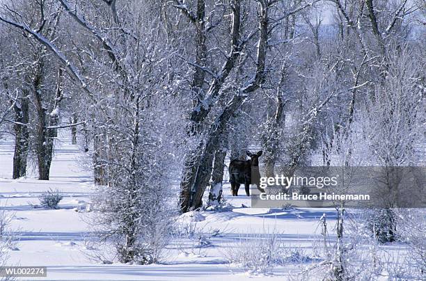 moose - deer family stock pictures, royalty-free photos & images