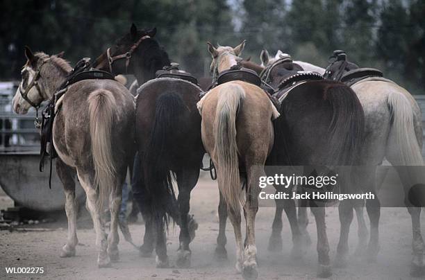 horses on ranch - years since the birth of benazir bhutto the 1st female leader of a muslim country stockfoto's en -beelden