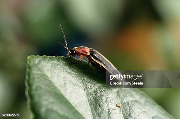 lightning fire fly - longicorne photos et images de collection