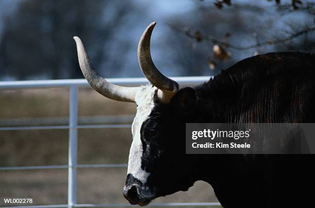 bull - texas longhorn - kim stock pictures, royalty-free photos & images