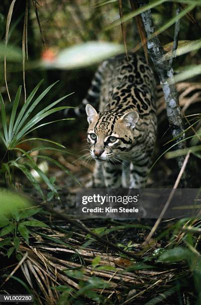 ocelot - spotted wildcat - steele stock pictures, royalty-free photos & images