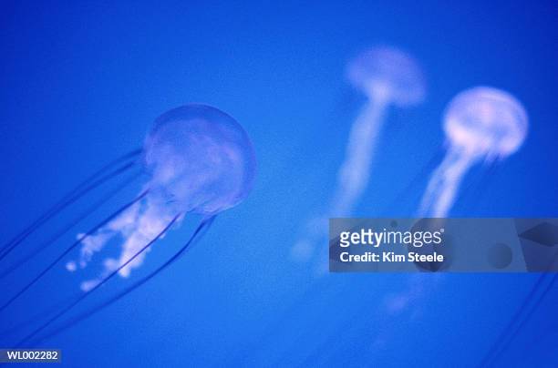 jellyfish - steele stock pictures, royalty-free photos & images