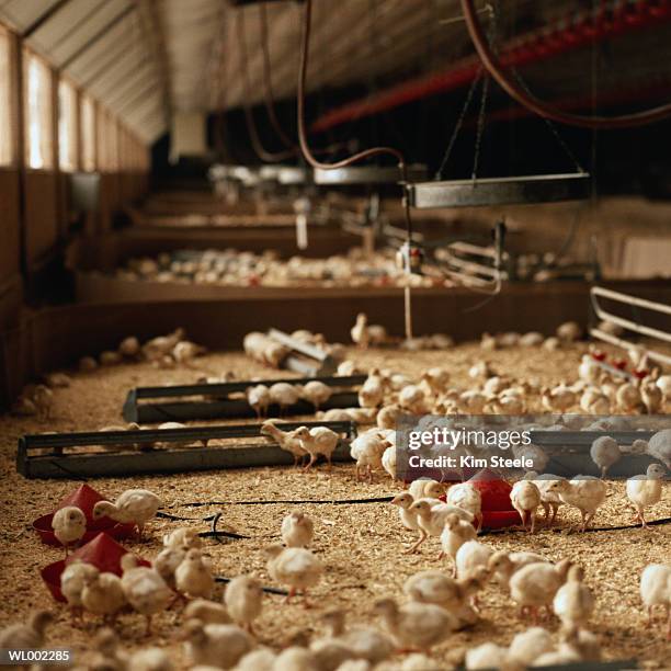 turkey chicks - years since the birth of benazir bhutto the 1st female leader of a muslim country stockfoto's en -beelden