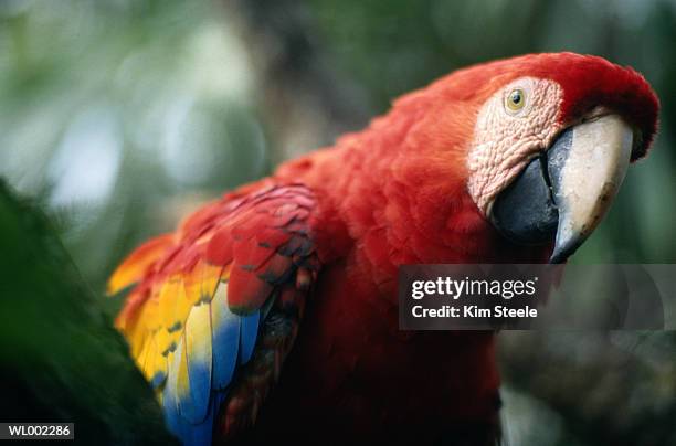 scarlet macaw - kim stock pictures, royalty-free photos & images