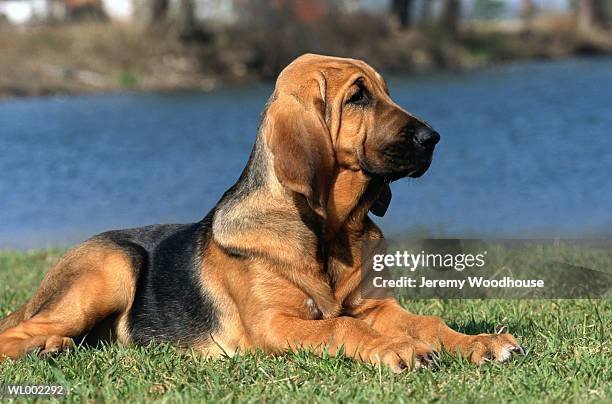 bloodhound on the grass - bloodhound fotografías e imágenes de stock