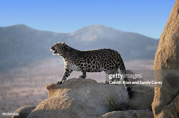 northern chinese leopard (panthera pardus japonensis) standing on rock - northern rock stockfoto's en -beelden