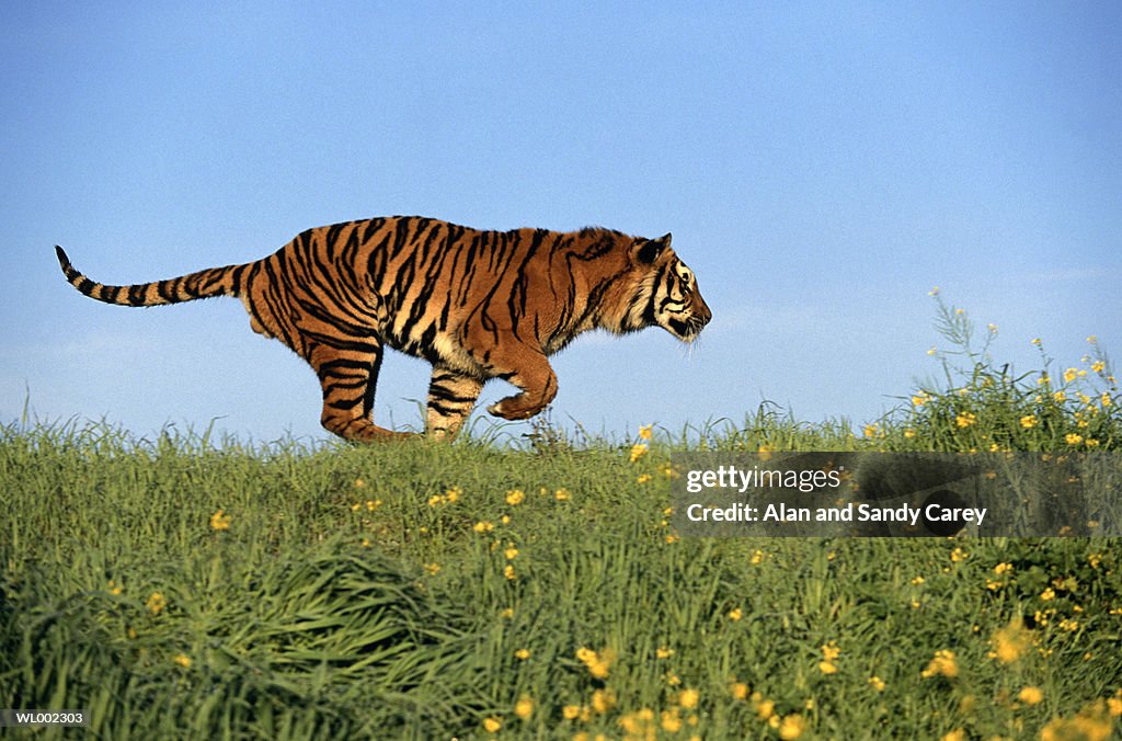 Bengal Tiger Running Profile High-Res Stock Photo - Getty Images