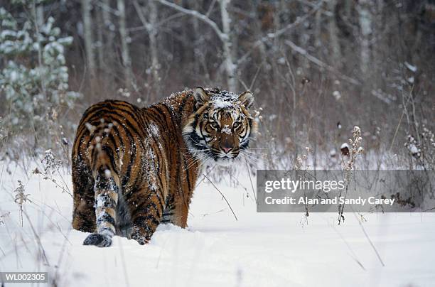 tiger (panthera tigris) standing in deep snow - estados de agua fotografías e imágenes de stock