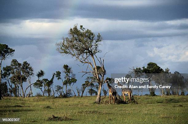 kenya, giraffes (giraffa camelopardalus) on plain - the lady garden gala hosted by chopard in aid of silent no more gynaecological cancer fund cancer research uk stockfoto's en -beelden