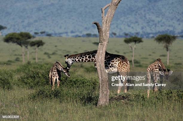 giraffe (giraffa camelopardalis) mother nuzzling calf - giraffa stockfoto's en -beelden