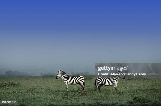 two zebras (equus burchelli) standing in field - estados de agua fotografías e imágenes de stock