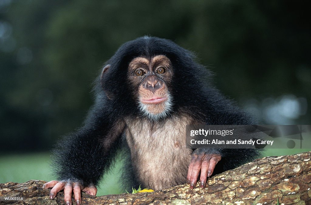 Chimpanzee (Pan troglodytes) young, close-up