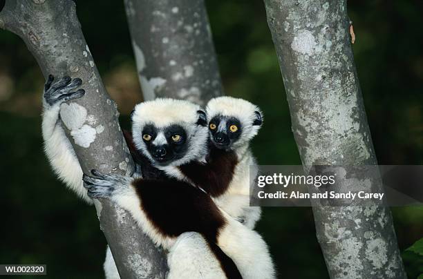 lemur (lemur sp.) in tree with young - queen maxima of the netherlands attends world of health care congress 2017 in the hague stockfoto's en -beelden