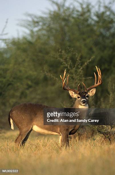 white-tailed deer (odocoileus virginianus) buck - deer family stockfoto's en -beelden
