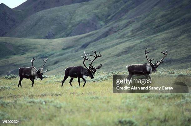 three caribou (rangifer caribou) walking in meadow - deer family stock pictures, royalty-free photos & images