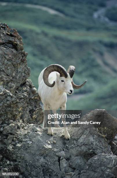 dall's ram (orvis dalli) standing on rock - weißes dickhornschaf stock-fotos und bilder