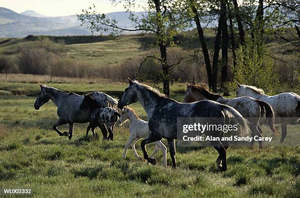 appaloosa mares and young running - appaloosa stock pictures, royalty-free photos & images