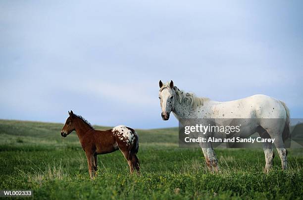 appaloosa mare and colt standing in pasture - appaloosa stock pictures, royalty-free photos & images