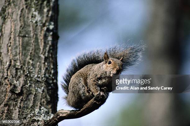 gray squirrel (sciurus carolinensis) on branch, closeup - sciurus carolinensis stock-fotos und bilder
