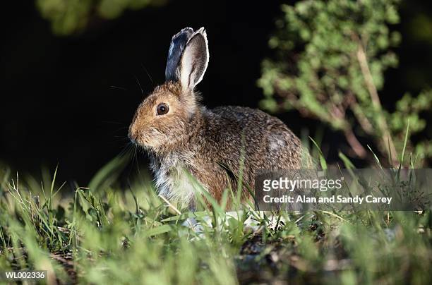 snowshoe hare (lepus americanus), spring coat, close-up, profile - in profile stock pictures, royalty-free photos & images
