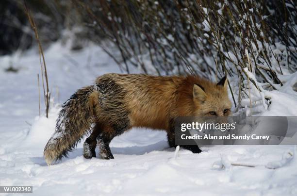 red fox (vulpes vulpes) walking in snow - estados de agua fotografías e imágenes de stock