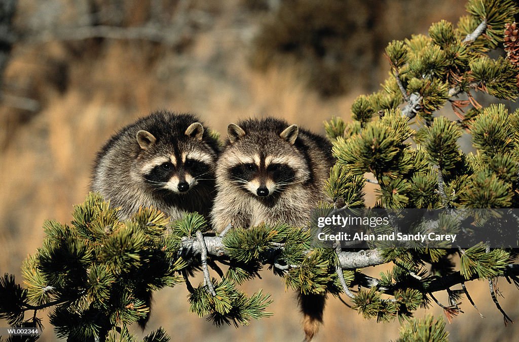 Two raccoons (Procyon lotor) on tree limb