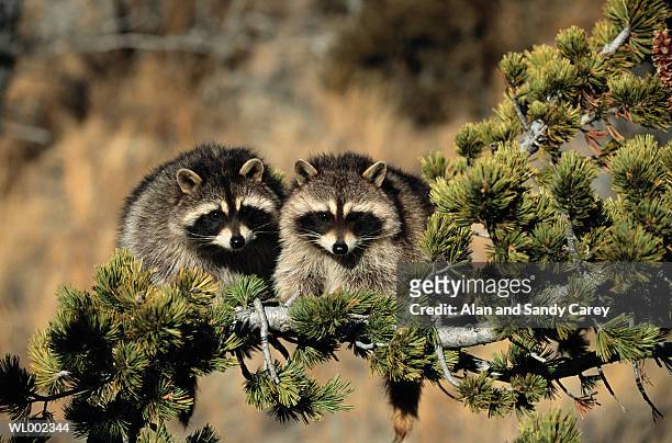 two raccoons (procyon lotor) on tree limb - pinaceae stock pictures, royalty-free photos & images