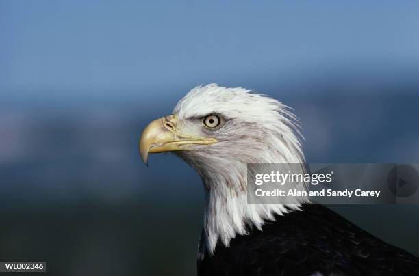 bald eagle (haliaetus leucocephalus), close-up, profile - in profile stock pictures, royalty-free photos & images