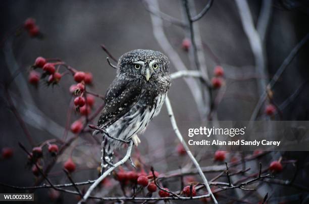 pygmy owl (glaucidium sp.) perching - sp imagens e fotografias de stock