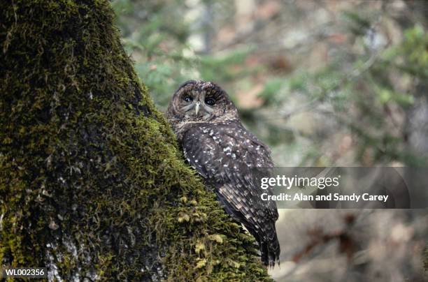 spotted owl (strix occidentalis) perching on tree trunk - spotted owl photos et images de collection